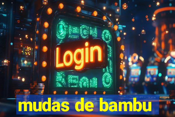 mudas de bambu