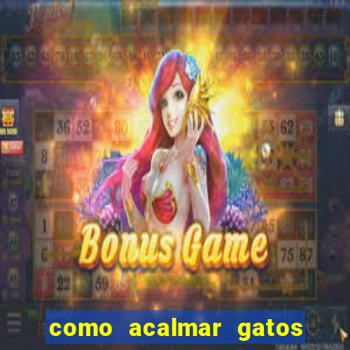 como acalmar gatos agitados a noite