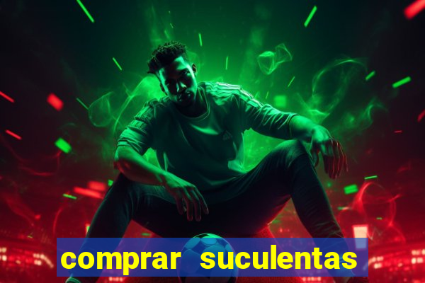 comprar suculentas direto do produtor