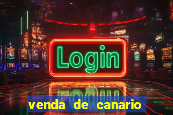 venda de canario belga bahia