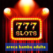 areca bambu adulta