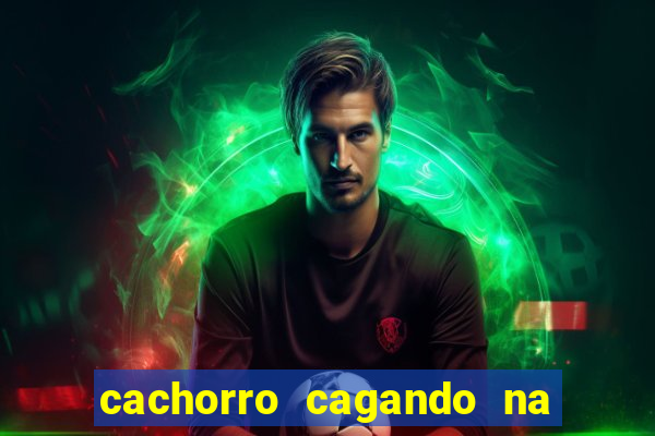cachorro cagando na camisa do corinthians